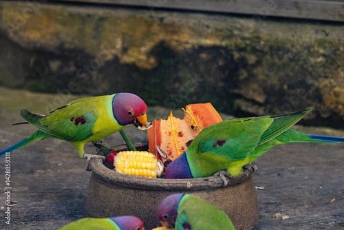Blossom-headed parakeet feeding on fruits
