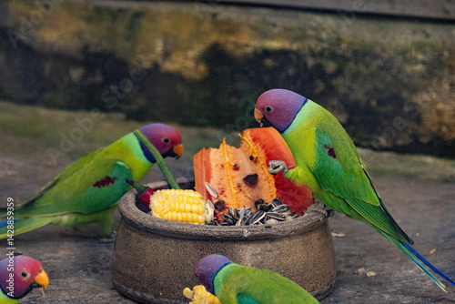 Blossom-headed parakeet feeding on fruits
