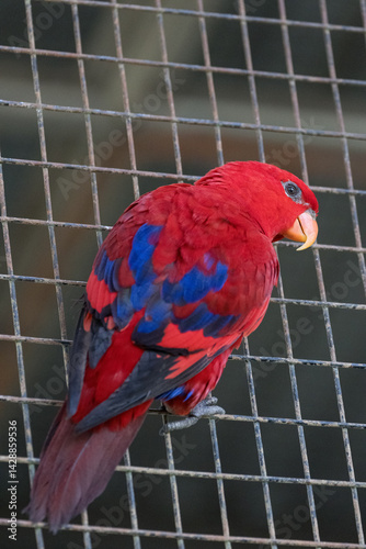 The red lory is a species of parrot in the family Psittaculidae.