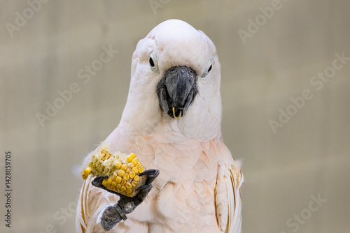 White cockatoo feeding on a vegetable food 