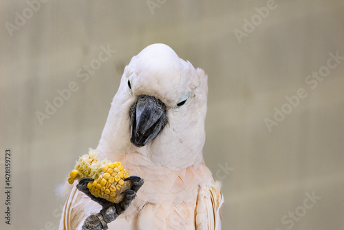 White cockatoo feeding on a vegetable food 