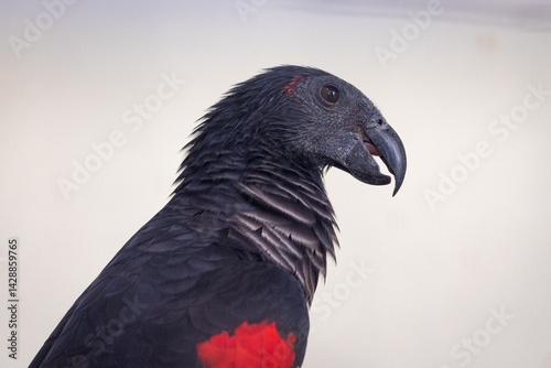 Close up Portrat of a Pesquet's parrot in a Zoo
