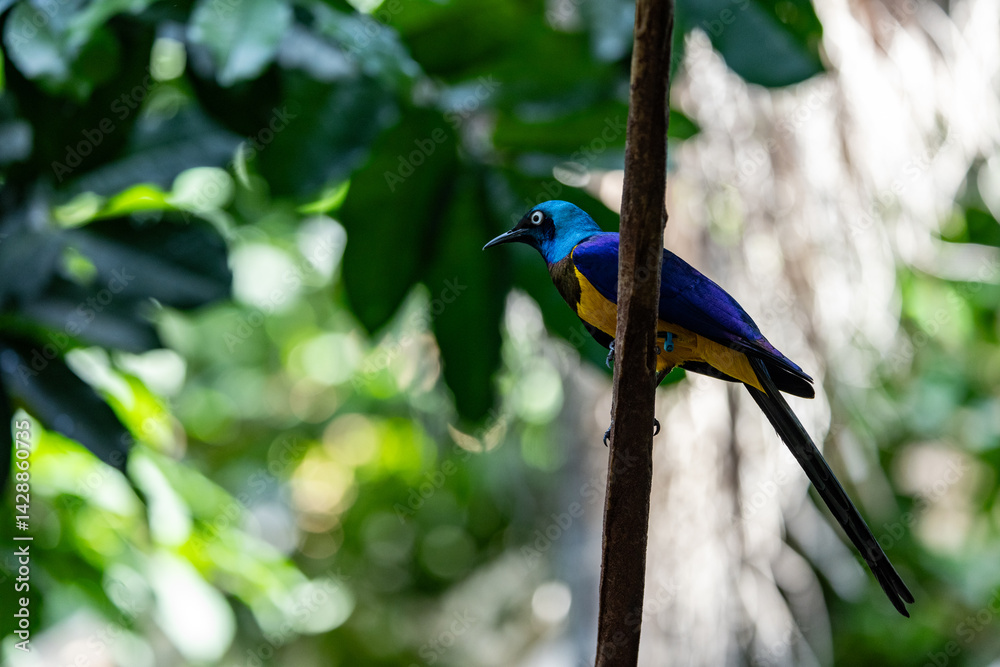 Obraz premium Golden-breasted starling on a branch with plants and rocks behind it.