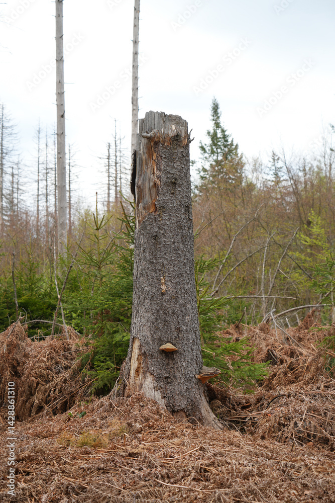 Tree trunk with fungus and dried ferns