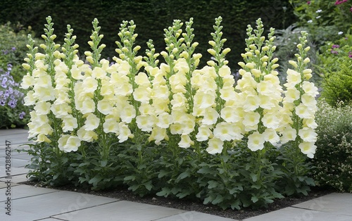 Stunning Pale Yellow Snapdragon Flowers Garden Bed