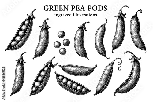 Engraved illustrations showcasing a variety of green pea pods with detail and artistry in botanical design