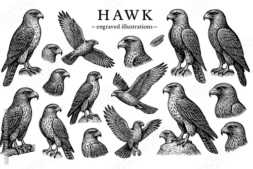 Intricate engravings of hawks showcasing their majestic forms and behaviors in a detailed artistic collection