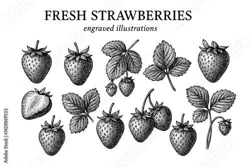 Detailed engravings of fresh strawberries showcasing their natural beauty and intricate features
