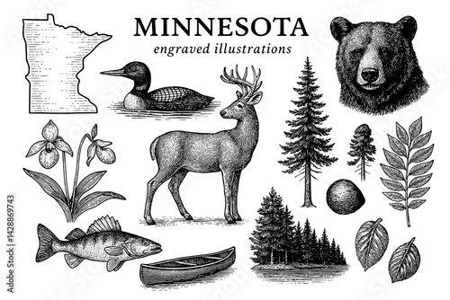 Discovering the engraved beauty of Minnesota's wildlife and nature through intricate illustrations of its iconic symbols