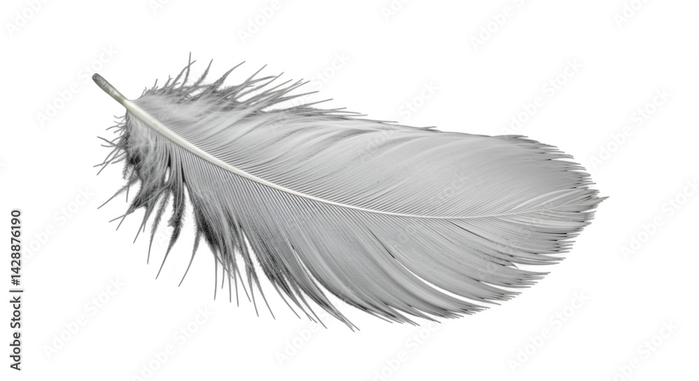Fototapeta premium White feather macro photography