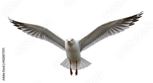 White seagull flying black background