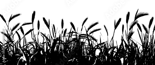 Field with cereals, grass and wild herbs. Vector isolated silhouette of grain plants meadow.  Horizontal border.