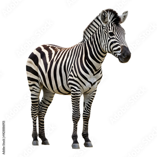 Realistic zebra standing upright, slightly turned to the left