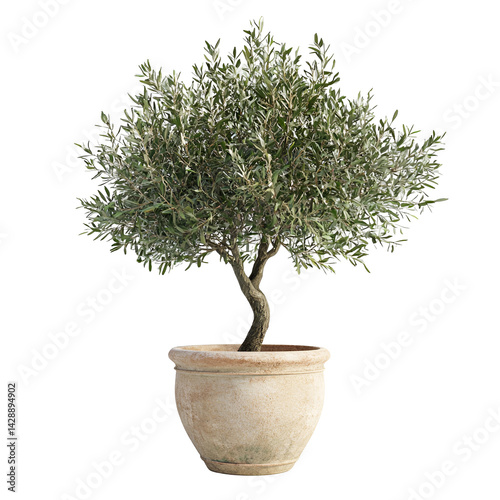 Olive tree in a terracotta pot on black background