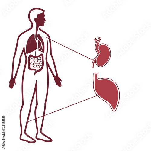 Internal Organs Line Diagram Heart, Lungs, and Stomach in Minimalist Medical Illustration Style