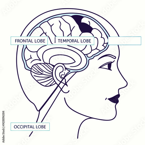 Line Art Human Brain with Labeled Parts Frontal View Detailed Medical Vector Illustration

