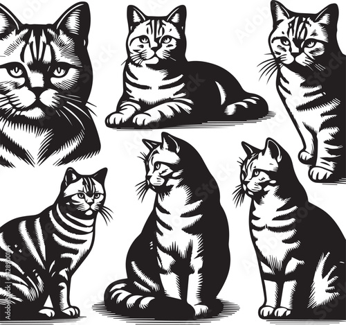 Stylish Black and White Illustration of Ragdoll Cats. A set of four detailed, black and white illustrations of Ragdoll cats.