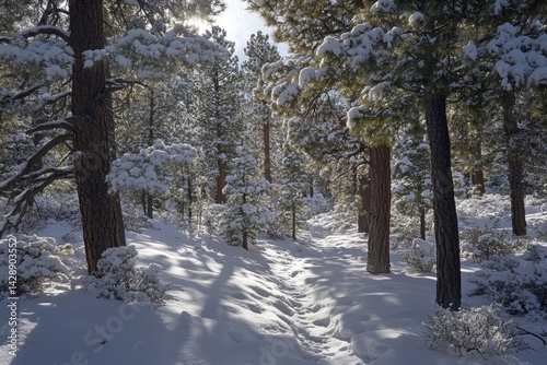 Obraz na płótnie Snow-covered pine forest with sunlight filtering through the trees. w salonie