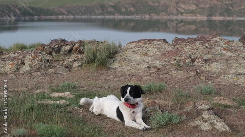 Happy Dog with Red Collar Wagging Tail by the Lake, Pet Travel Concept