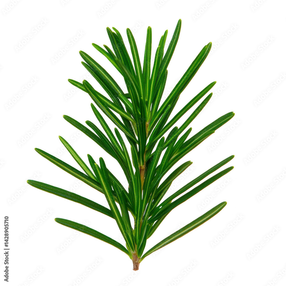 Obraz premium fresh sprig of rosemary with vibrant green needle like leaves, isolated on transparency background, showcasing its aromatic and culinary appeal. Perfect for cooking and herbal uses