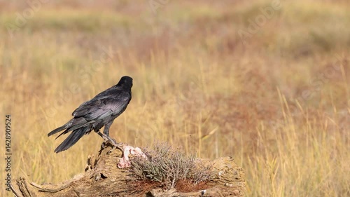 Common Raven feeding on tree stump in open field