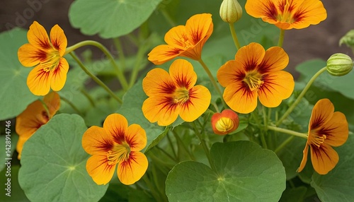 Wallpaper Mural Close-up of orange day lily blooming outdoors
1 Torontodigital.ca