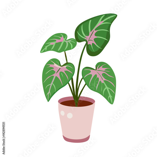 Potted Caladium Plant with Pink Veins on Black Background
