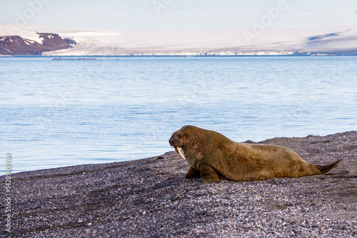 Single atlantic walrus crawling on a gravel beach to the sea in Svalbard, Norway between Spitsbergen and Nordauslandet with the sea and a glacier in the background photo