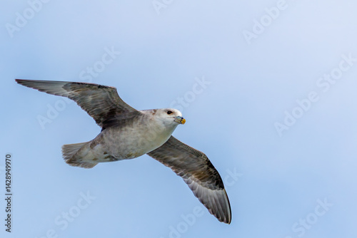 Принти на полотні Flying Arctic fulmar or northern fulmar in Svalbard, Norway in Spitsbergen, Van