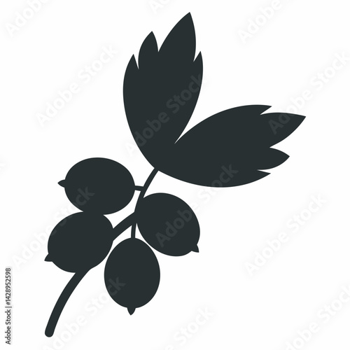 Barberry vector  vector silhouette 