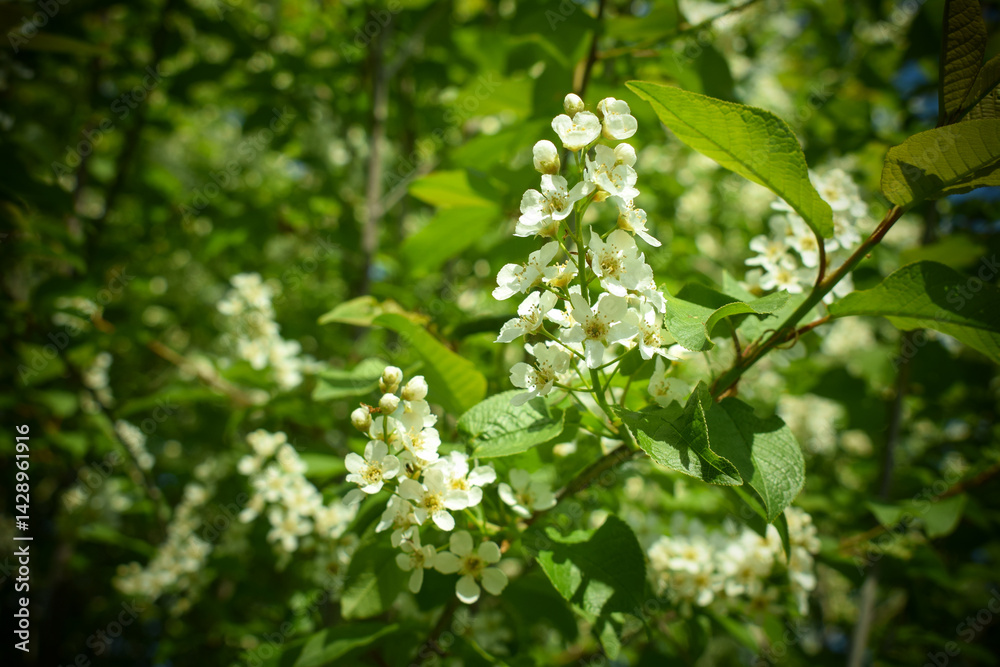Obraz premium Bird Cherry Blossoms in Springtime in the garden