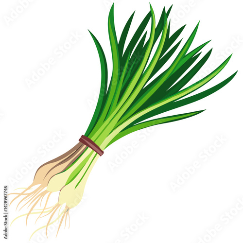 Illustration of a tied bundle of fresh chives with green stalks and white roots
