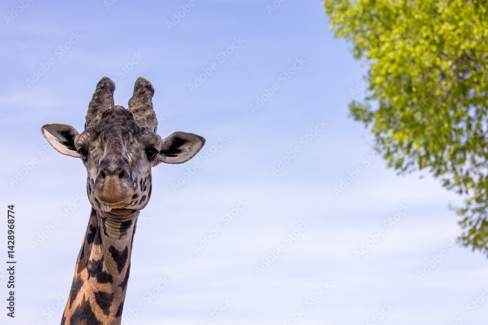 Naklejka premium Portrait of a giraffe