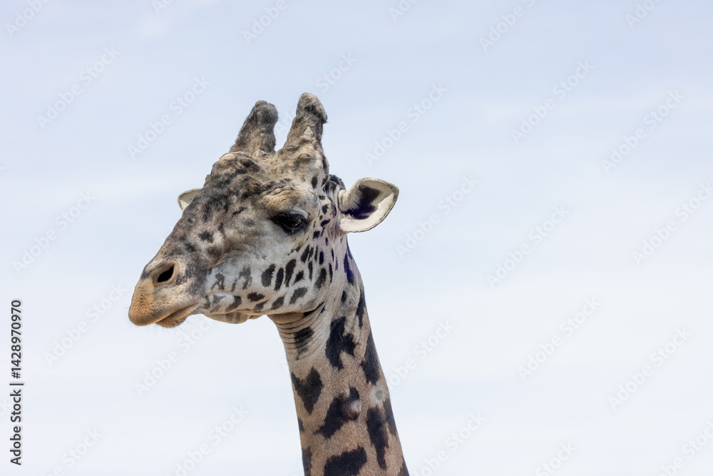 Portrait of a giraffe Portrait of a giraffe