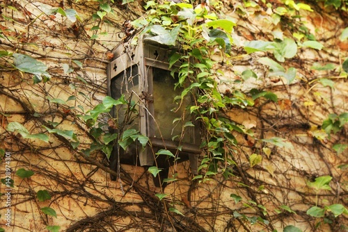 Climbing plant hanging on building wall, green leaves, old lamp post. Exterior decoration on the wall