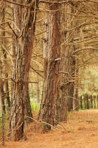 Cultivated pine trees forest for timber industry. Brown trunks and branches, fallen dead leaves on the ground,  green vegetation 