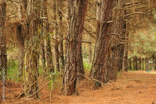 Cultivated forest of pine trees for timber industry, brown trunks with barks and branches, green vegetation on the ground