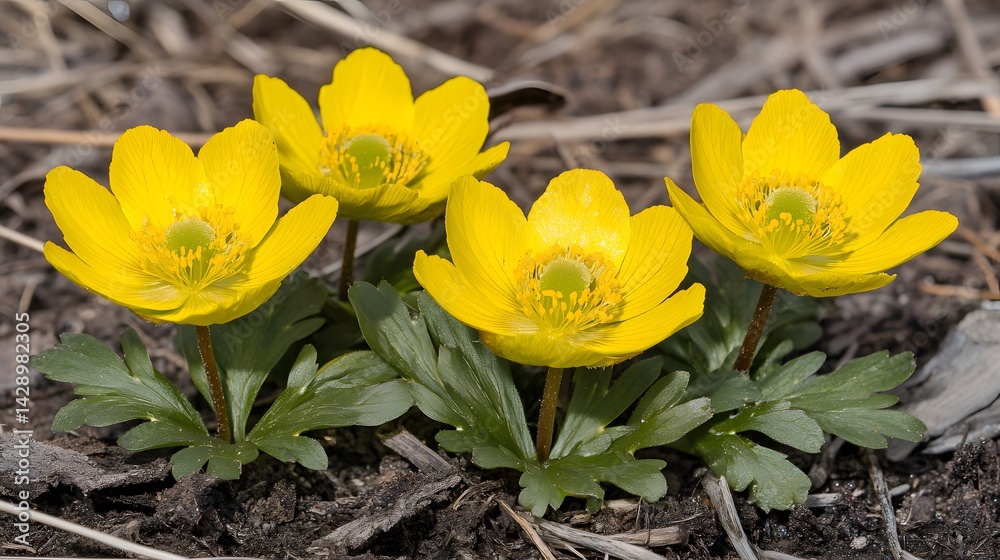 Obraz premium Vibrant Yellow Spring Flowers Closeup Ground Bloom