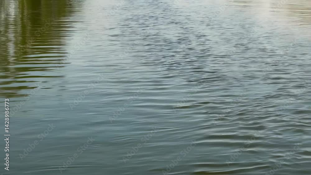 Calm water reflecting trees in a serene riverside setting during a clear day Calm water reflecting trees in a serene riverside setting during a clear day
