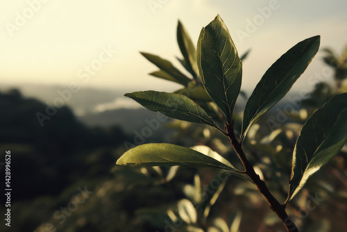 Green leaves glisten in the soft sunlight, creating a serene atmosphere with a blurred landscape in the background, evoking a sense of tranquility and nature's beauty