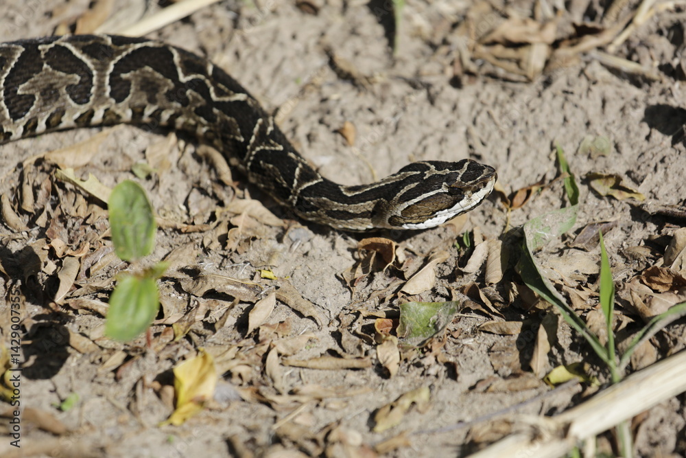 Fototapeta premium víbora yarara en digestión