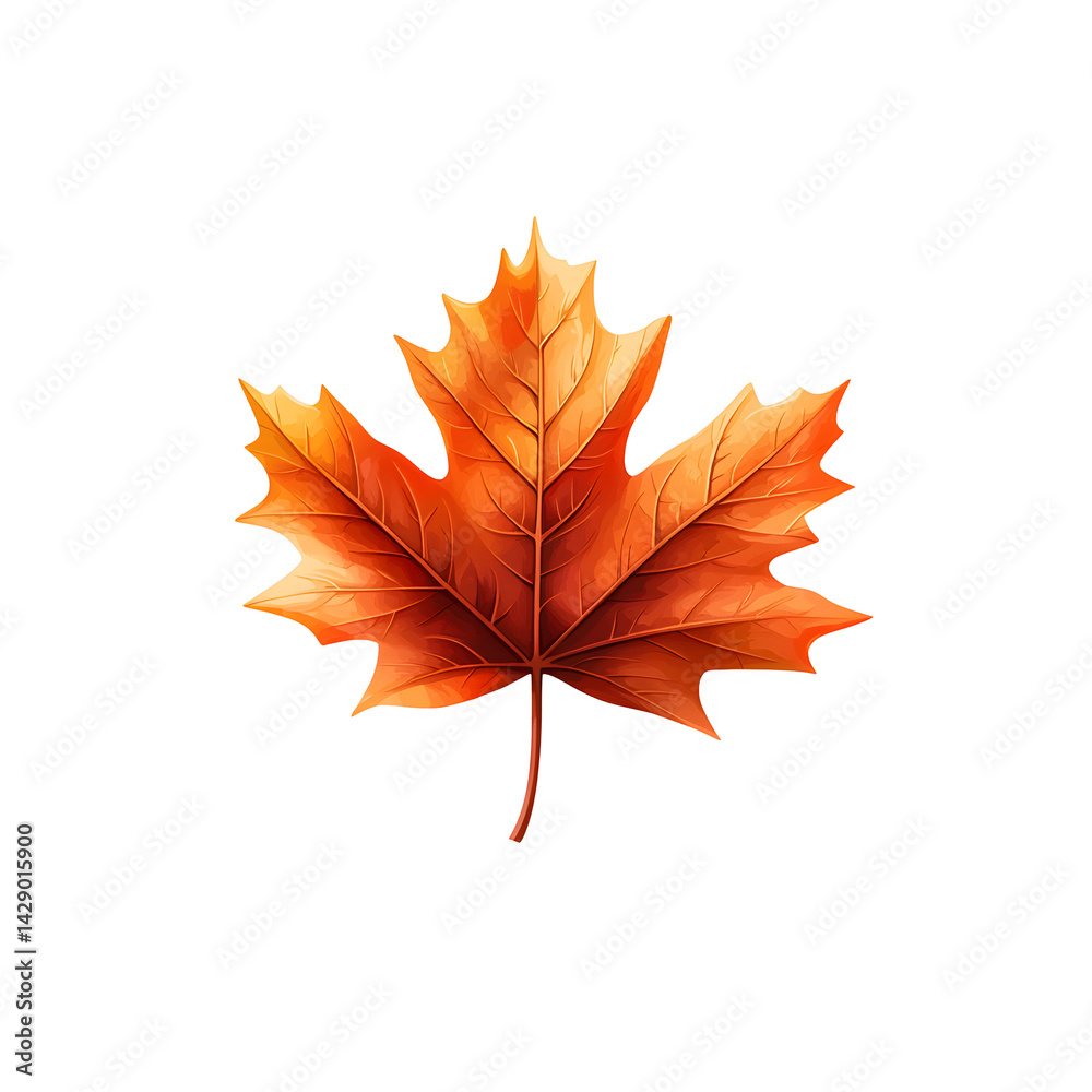 Fototapeta premium Closeup of a beautifully colored and textured autumn maple leaf against a clean white background