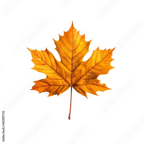 A close up shot of colorful autumn leaves in shades of orange yellow and red arranged on a clean white background creating a serene and minimalist composition