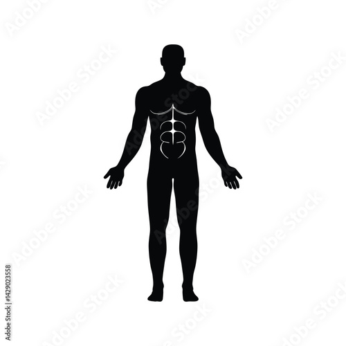 Anatomical Illustration of Human Musculature in Black