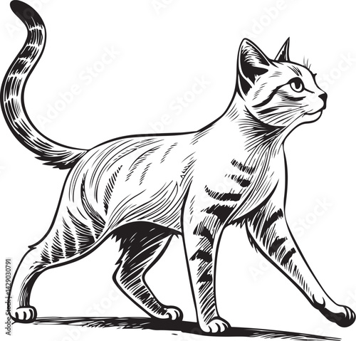 Cat Walking or Standing, Kitten Pet, Black and White Vector Illustration, Sketch Drawing Line Linear Symbol Icon Engraving, Hand-drawn Isolated