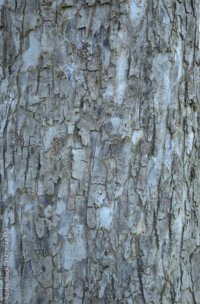 Obraz premium tree bark texture