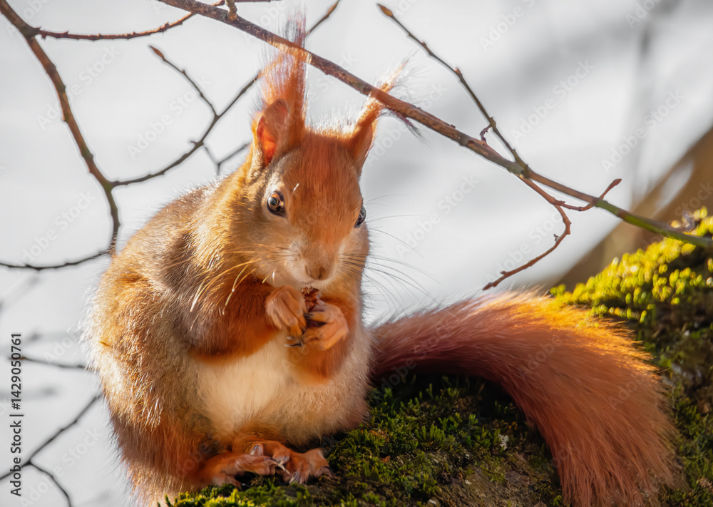 Fressendes Eichhörnchen im Baum