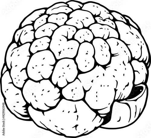Detailed Line Drawing Of A Single Cherimoya Fruit