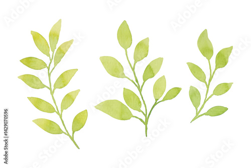 Watercolor leaves illustration set - green leaf branches collection for wedding, greetings, stationary, wallpapers, fashion, background. olive, green leaves, Eucalyptus etc