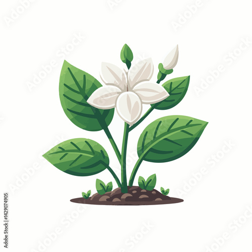 flower, white, floral, stephanotis, background, jasmine, wedding, flora, decoration, blossom, plant, beauty, floribunda, madagascar, garden, beautiful, creeper, summer, ornamental, nature, natural, vi